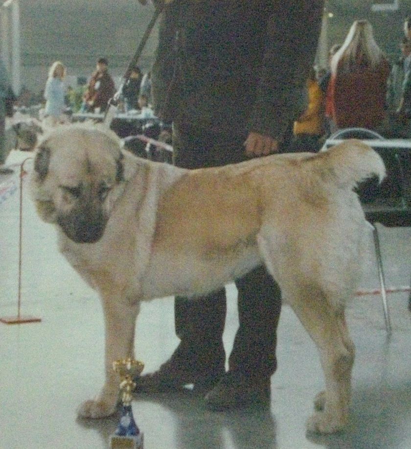 CACIB BRNO 2003